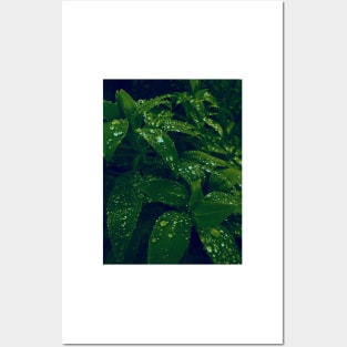 Dew drops on forest leaves gradient photo Posters and Art